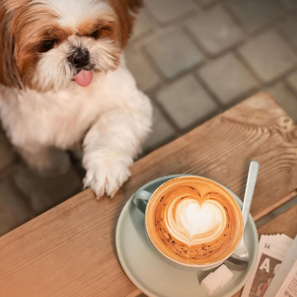 Pet Cafe'de oynayan köpekler