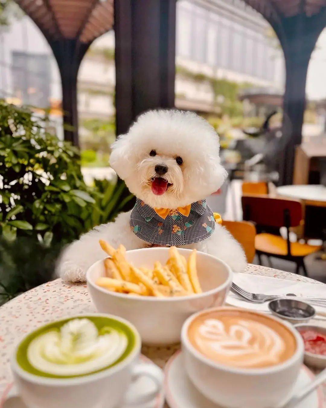 Patilance Pet Cafe'de servis