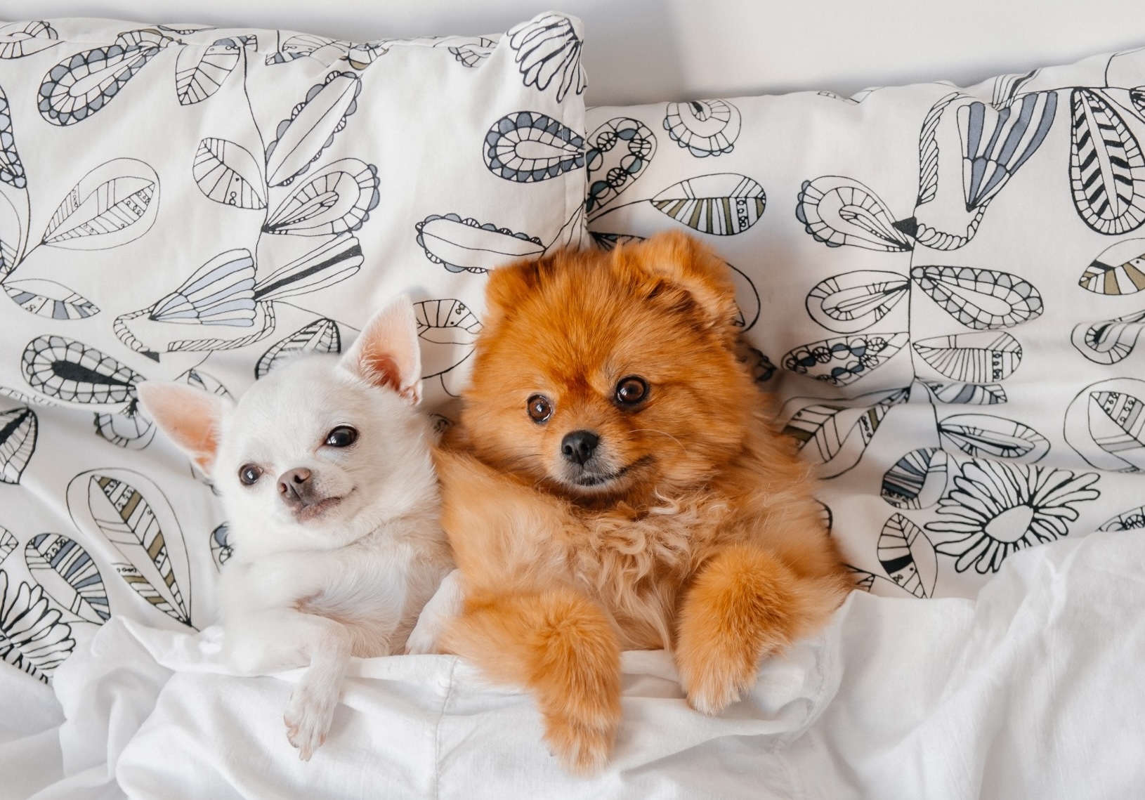 Patilance Pet Otel konaklama odası