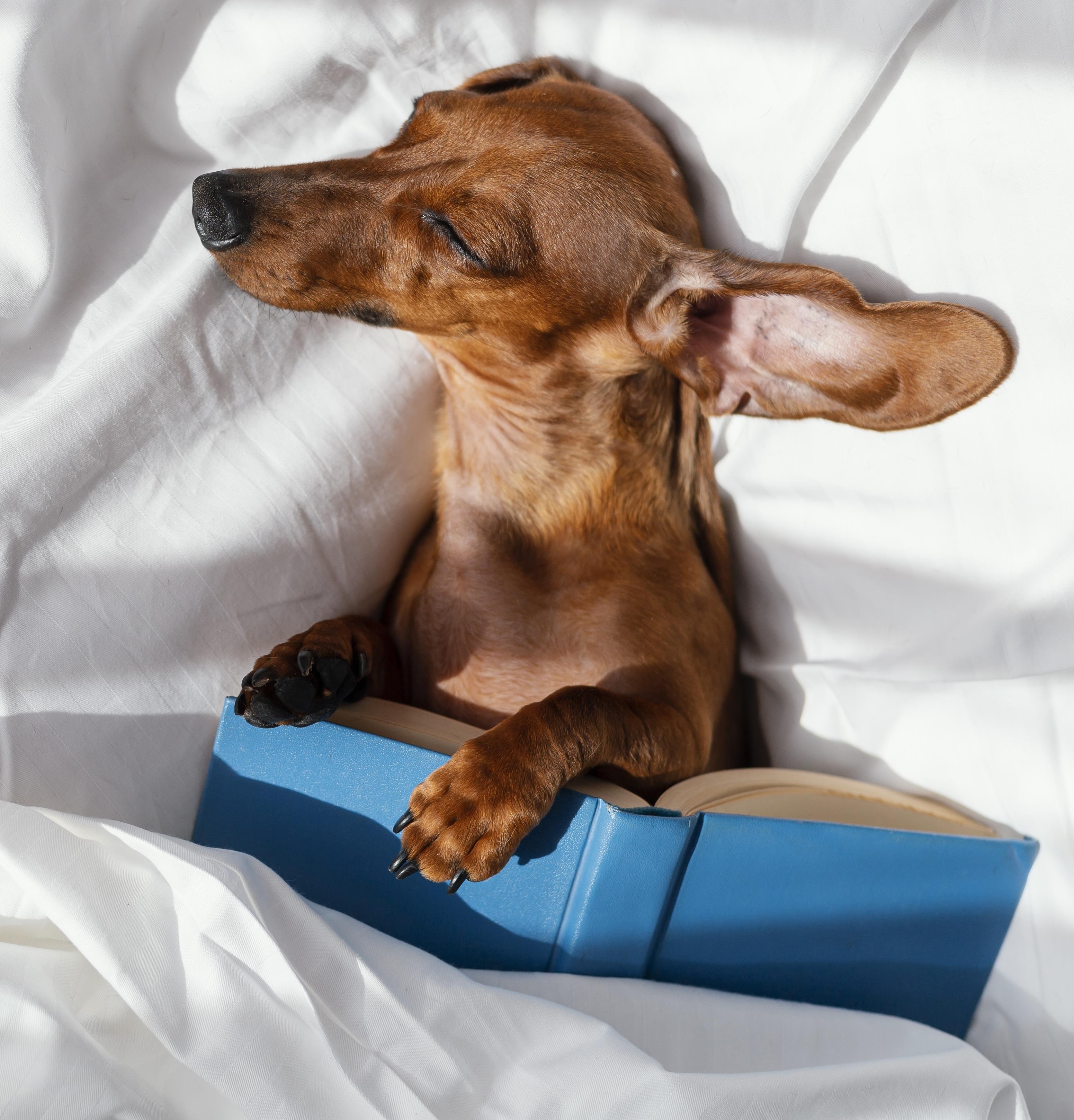 Pet otelde konaklayan kedi