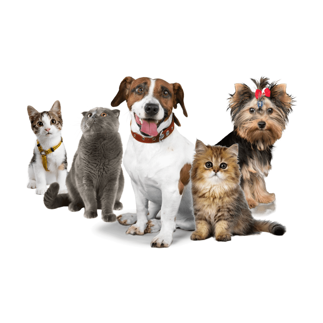 patilance referanslar ve evcil hayvan bakımı